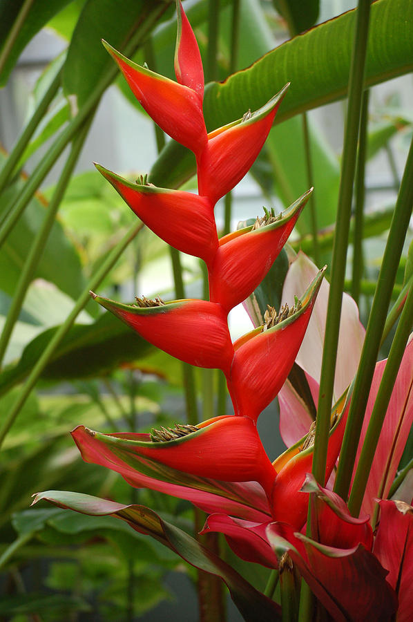 Red Heliconia Photograph by Heather Lee