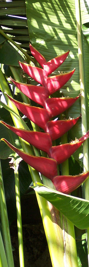 Red Heliconia Photograph by Carl Gouveia