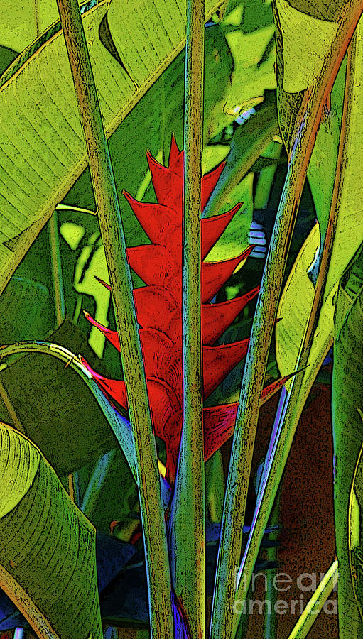 Red Heliconia Photograph by Craig Wood