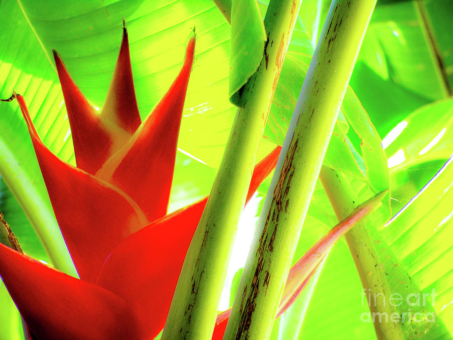 Red Heliconia Photograph by D Davila