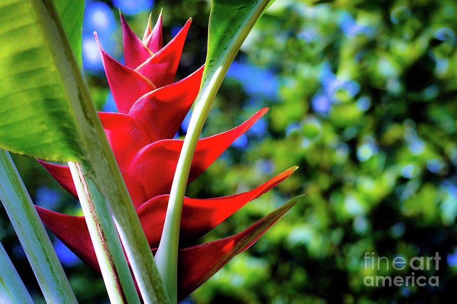 Flowers Still Life Photograph - Red Heliconia Hawaii by D Davila
