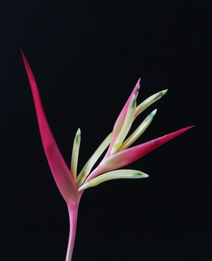 Nature Photograph - Red Heliconia by Lynn Berreitter