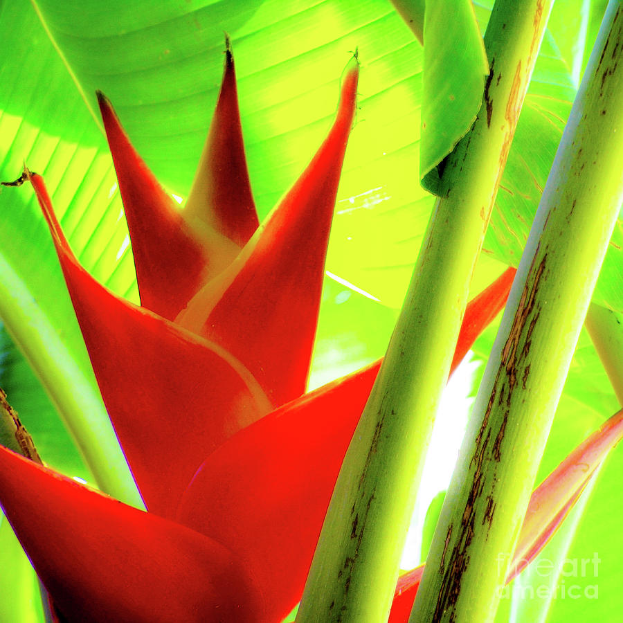 Red Photograph - Red Heliconia Plant by D Davila