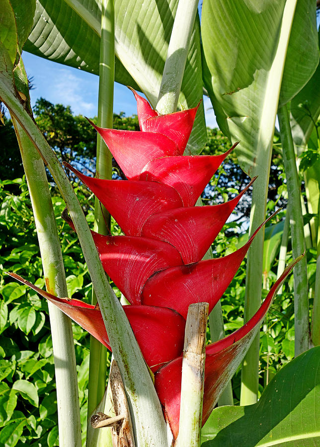 Red Heliconia Photograph by Robert Meyers-Lussier