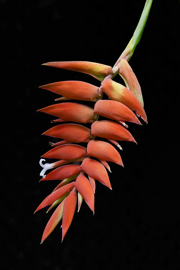Tropical Photograph - Red Heliconia Tropical Flower by Ken Barrett