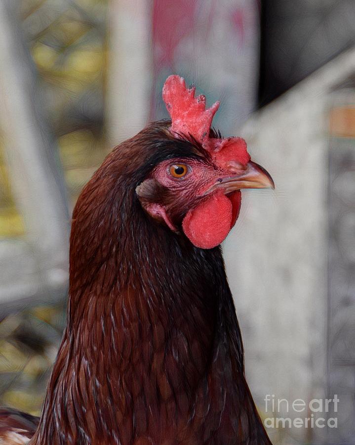 Red Hen Photograph by Scott Cameron - Fine Art America