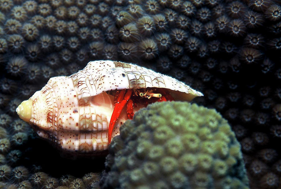 Shell Photograph - Red hermit crab by Raymond Jusseaume