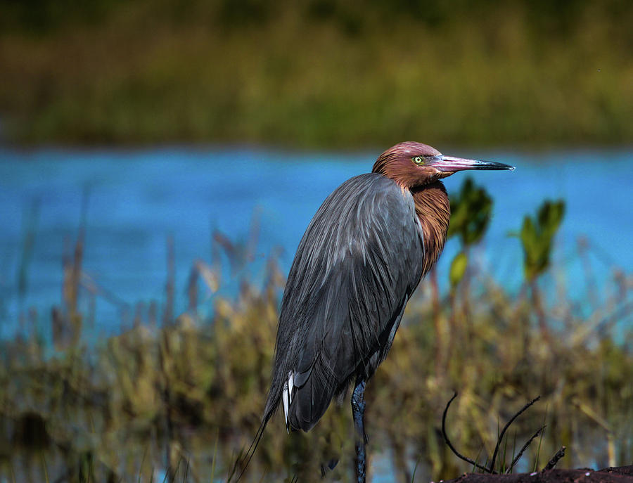 Red Heron Photograph by Kelly Kennon