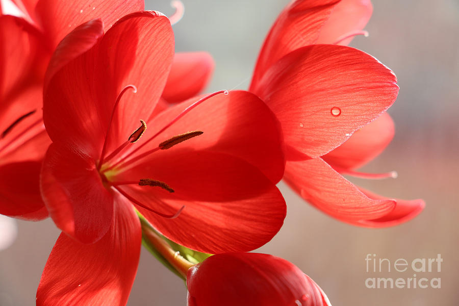 Flower Photograph - Crimson Flag Lily Close-up. by Jackie Tweddle
