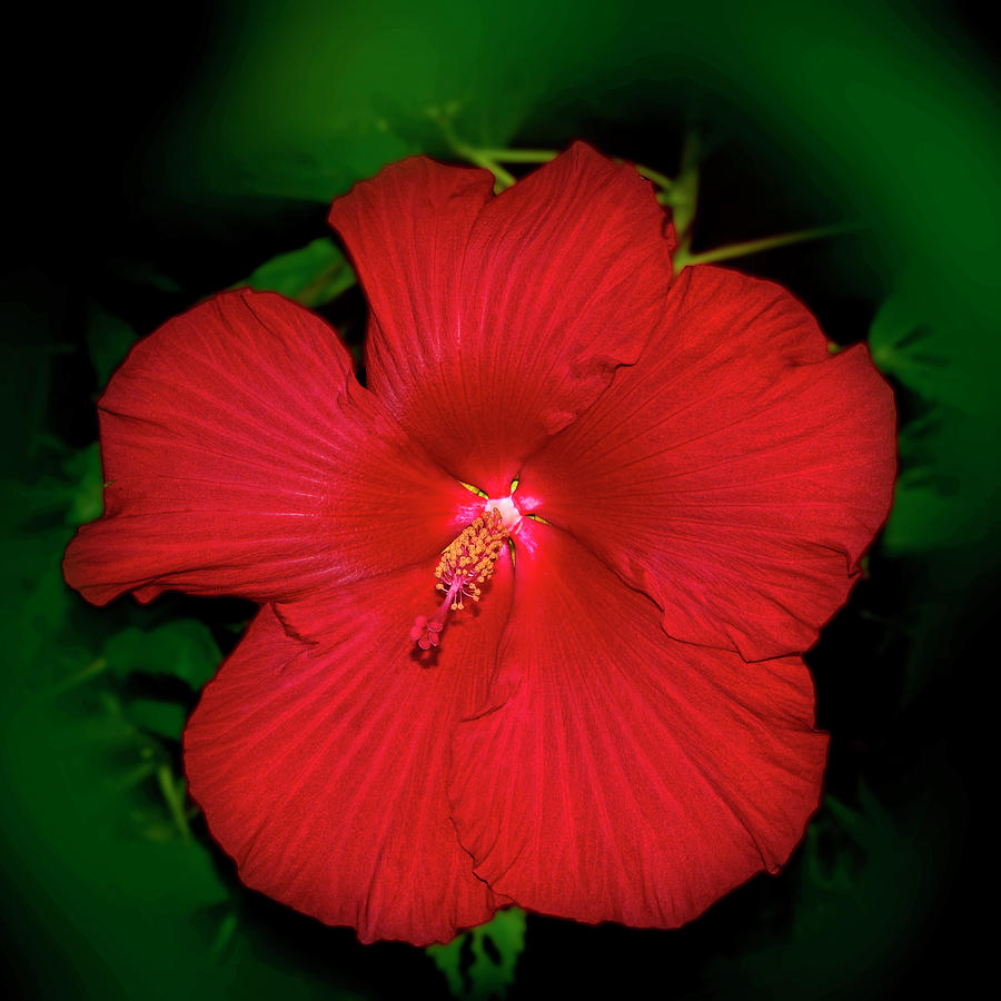 Red Hibiscus 020 Photograph by George Bostian