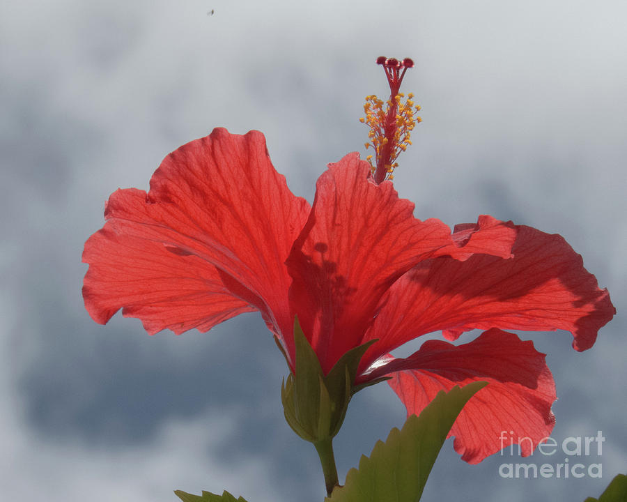Red Hibiscus 1 Photograph by Christy Garavetto