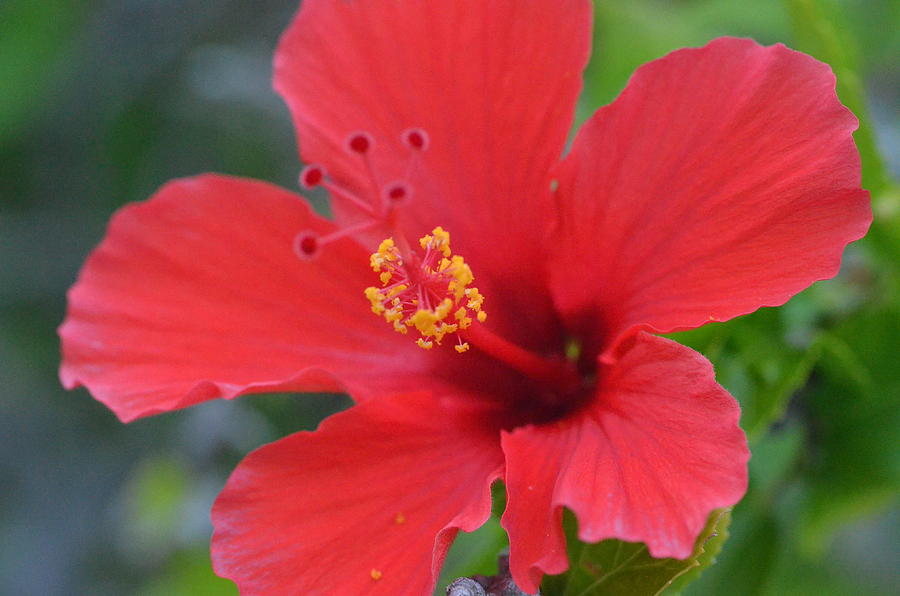 Red Hibiscus 2 Photograph by Amy Fose