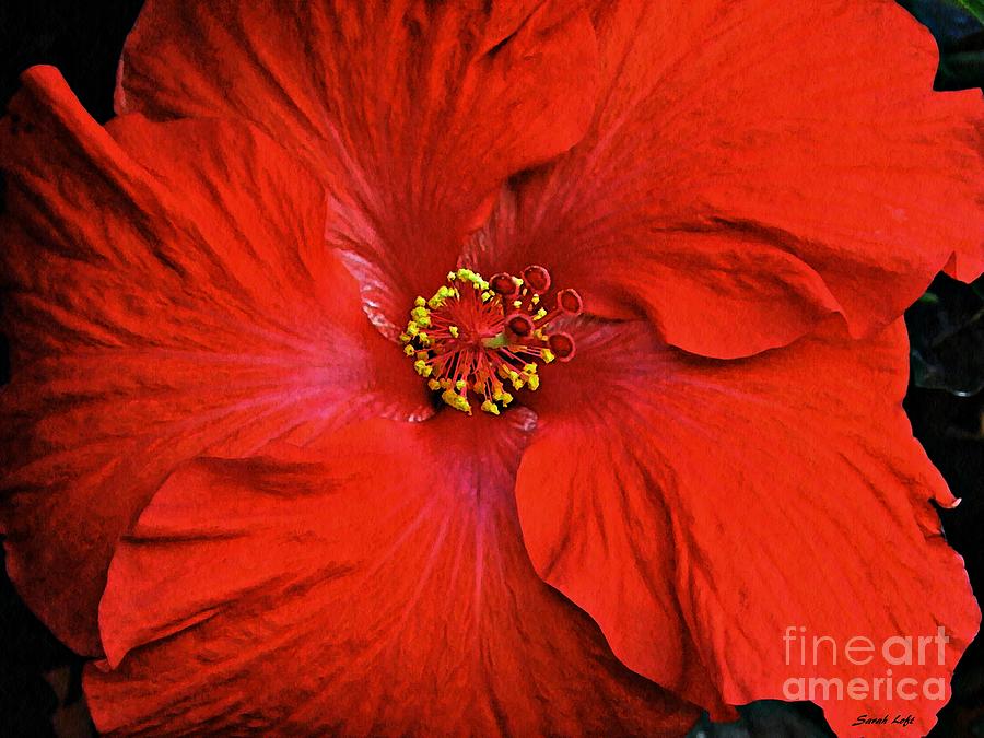 Flower Photograph - Red Hibiscus 2 by Sarah Loft