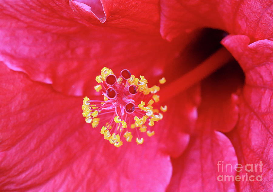 Tropical Flower Photograph - Red Hibiscus 3 by Elisabeth Lucas
