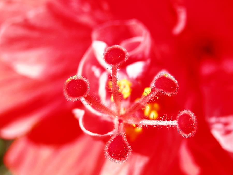 Red Hibiscus 3D Photograph by Belinda Lee