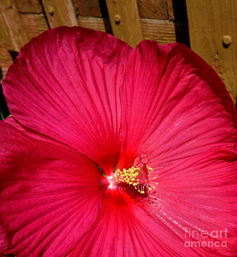 Red Hibiscus Against The Fence Photograph by Marsha Heiken