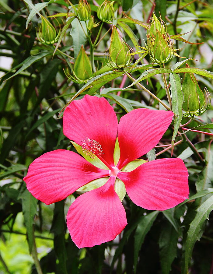 Red Hibiscus Photograph by Allen Nice-Webb