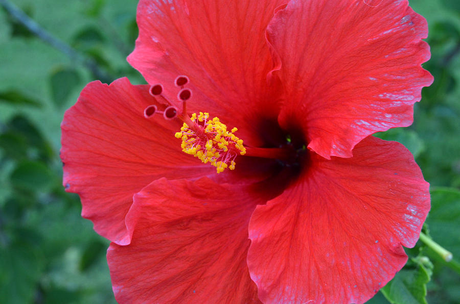 Red Hibiscus 1 Photograph by Amy Fose