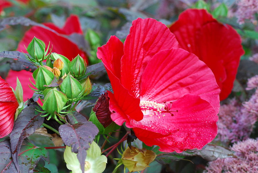 Red Hibiscus And Bud Drops Photograph by Ee Photography