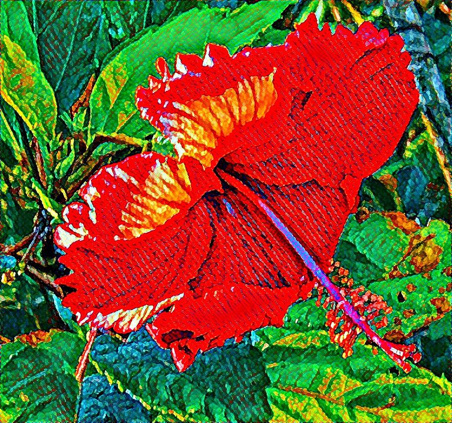 Red Hibiscus Aslant Photograph by Joalene Young