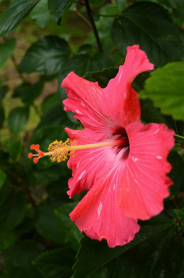 Red Hibiscus Beauty Photograph by Warren Thompson