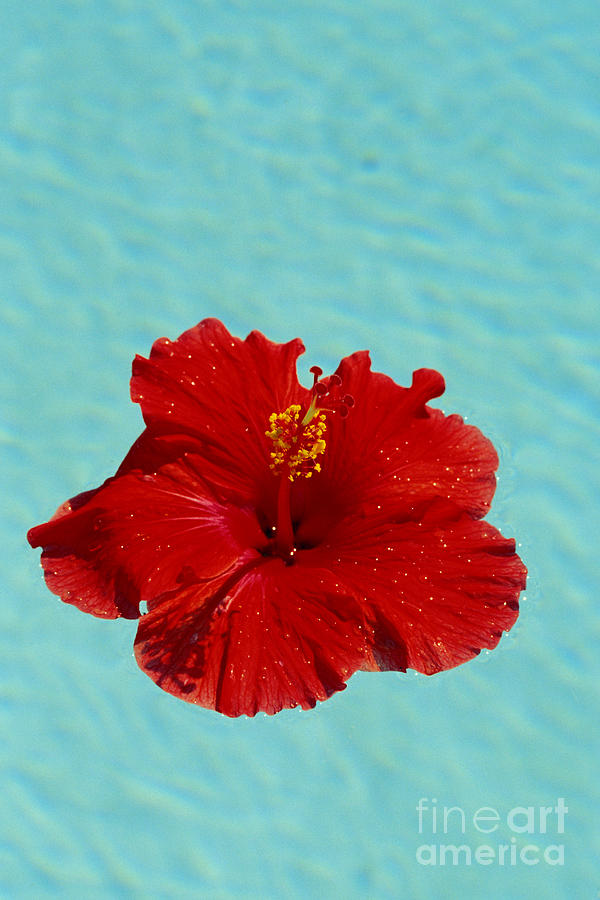 Red Hibiscus Photograph by Bill Brennan - Printscapes
