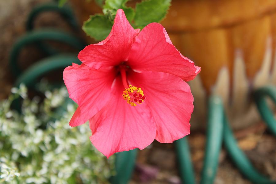 Red Hibiscus Photograph by Brian Eberly