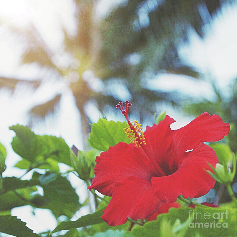Red hibiscus Photograph by Cindy Garber Iverson