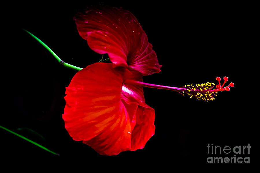 Nature Photograph - Red hibiscus by Claudia M Photography