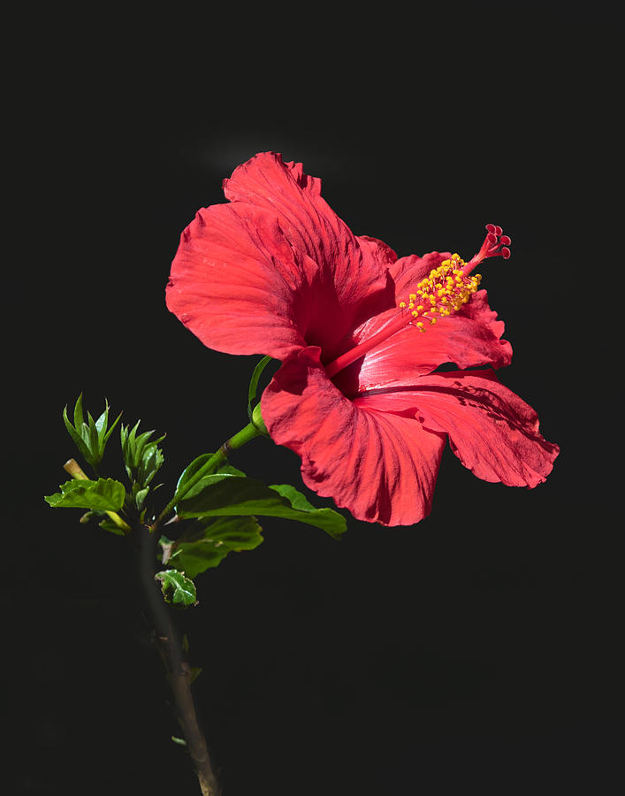 Red Hibiscus Photograph by Dawn Key
