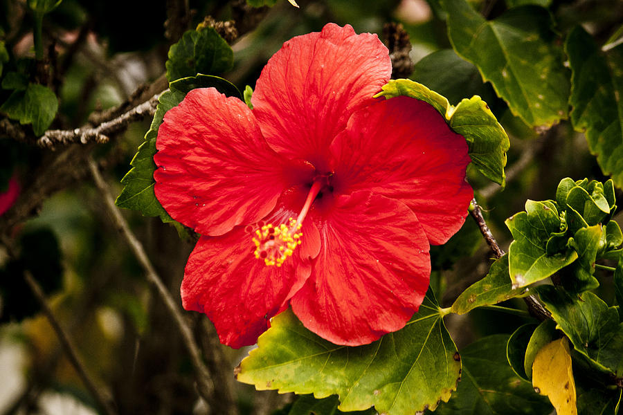 Red Hibiscus Photograph by Donna Walsh