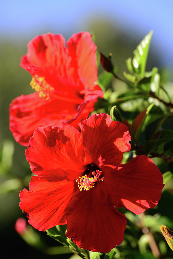 Red Hibiscus Duo Photograph by Lynn Bauer