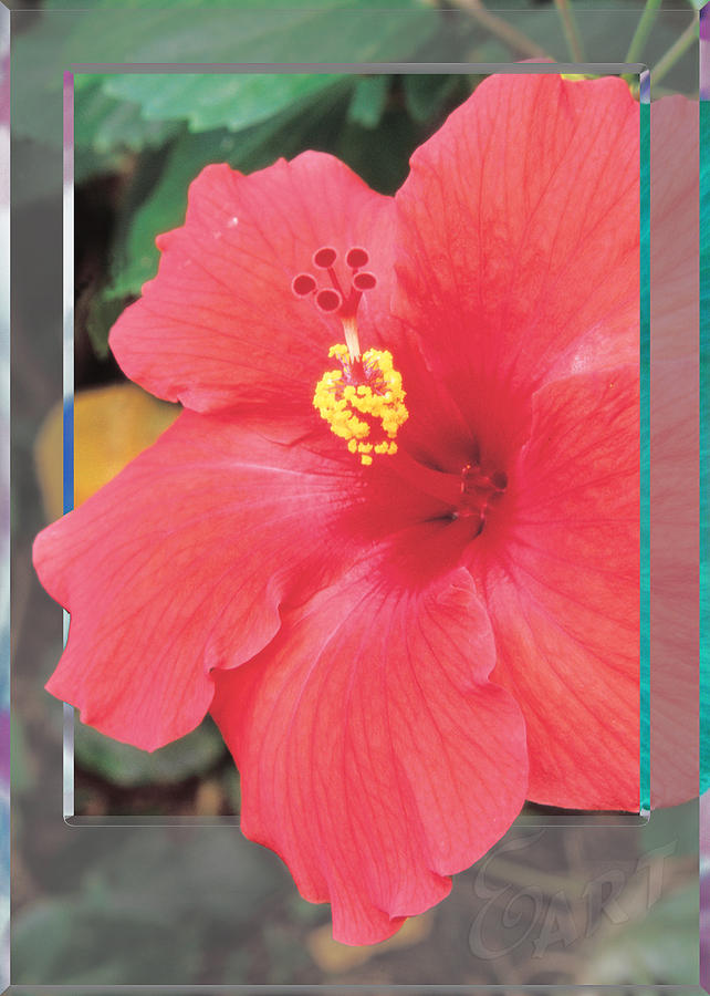 Red Hibiscus Photograph By Ed Mcguire Fine Art America