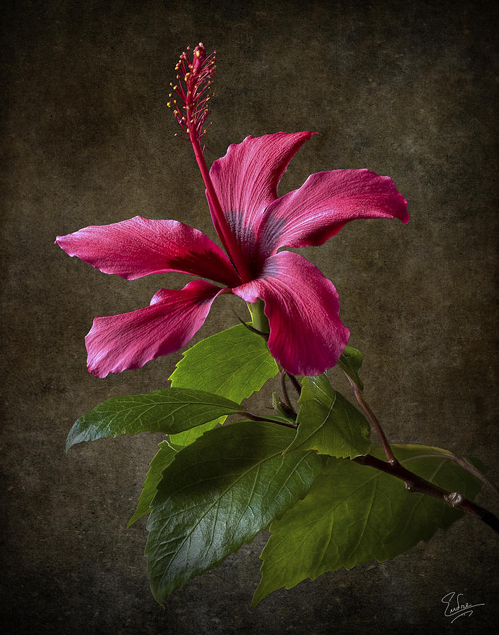 Red Hibiscus Photograph by Endre Balogh