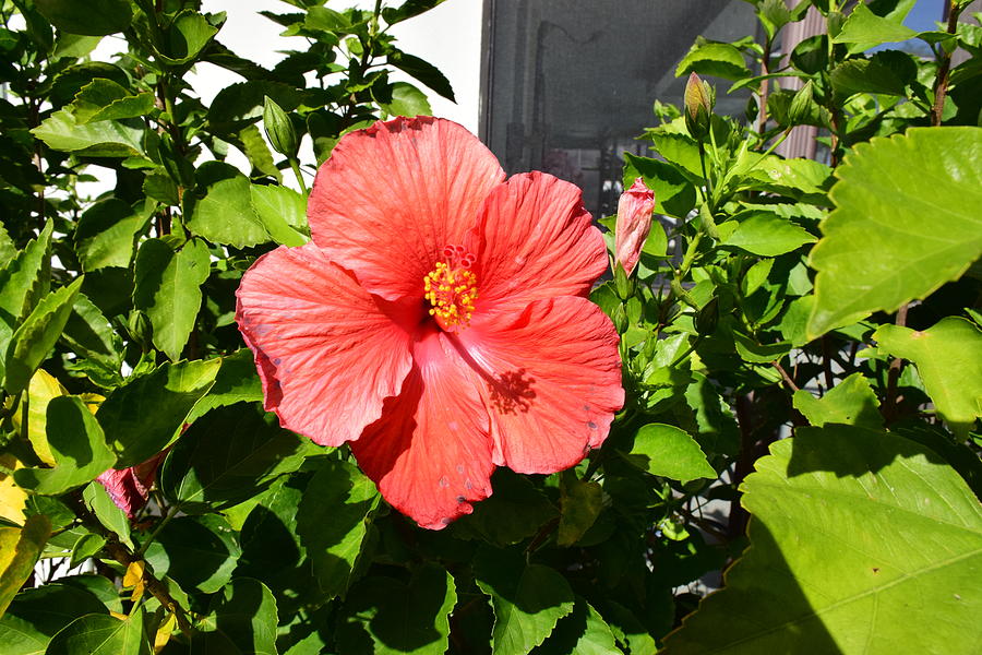 Red Hibiscus Photograph by Florene Welebny