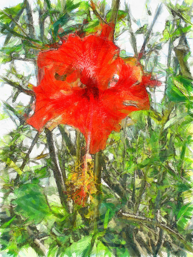 Red Hibiscus flower Photograph by Ashish Agarwal