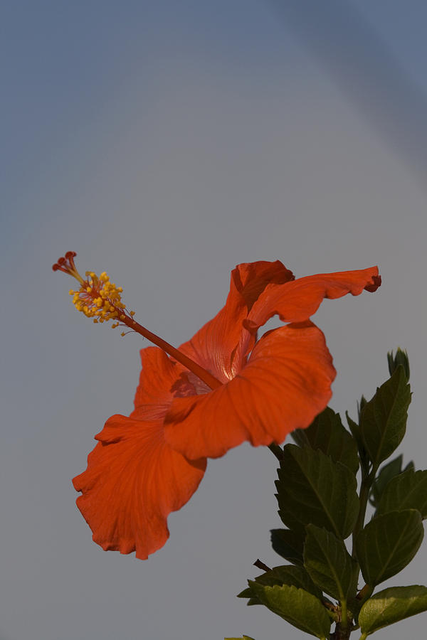 Red Hibiscus Flower Photograph by John Harmon