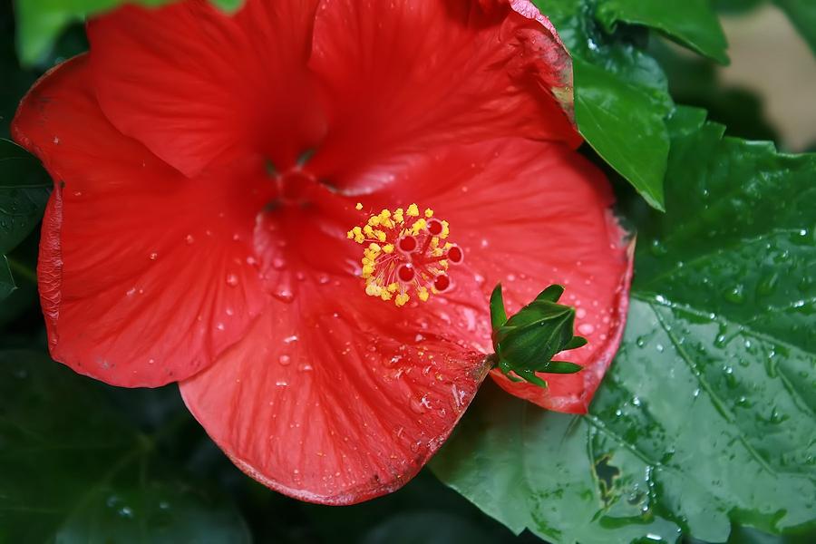 Red Hibiscus Flower Photograph By Joyce Baldassarre Fine Art America 3726