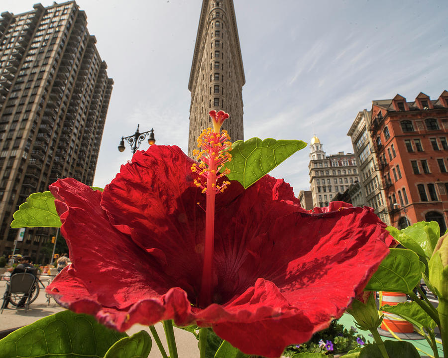 Red Hibiscus Flower Madison Square Park Flatiron New York NY Photograph by Toby McGuire