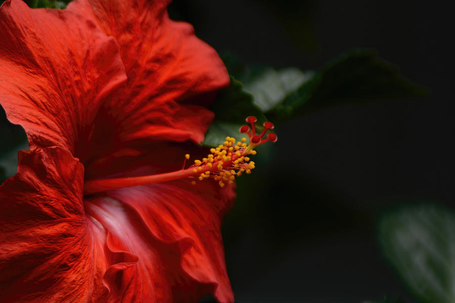 Red Hibiscus Flower On Dark Background 052120151656 Photograph