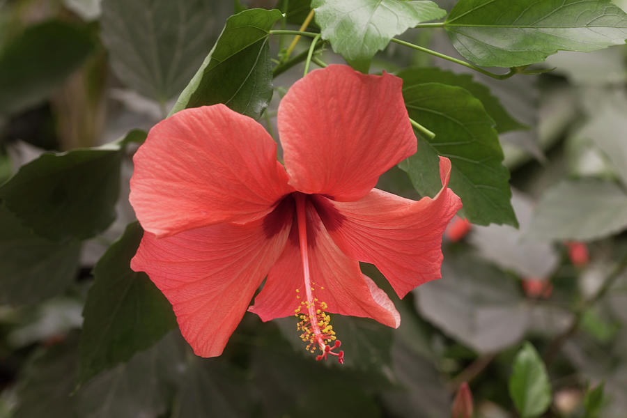 Red Hibiscus Flower Photograph