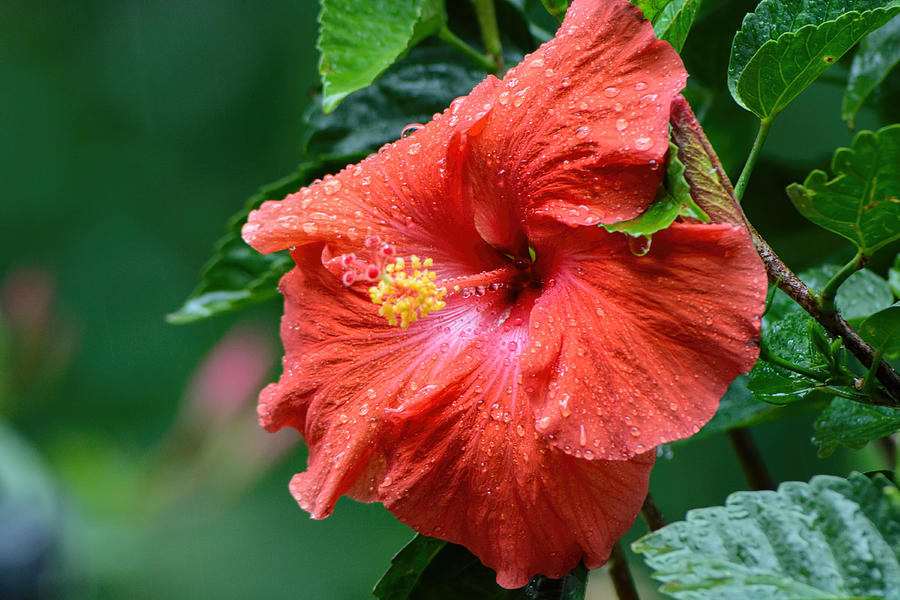 Red Hibiscus Flower With Raindrops 052120152015 Photograph
