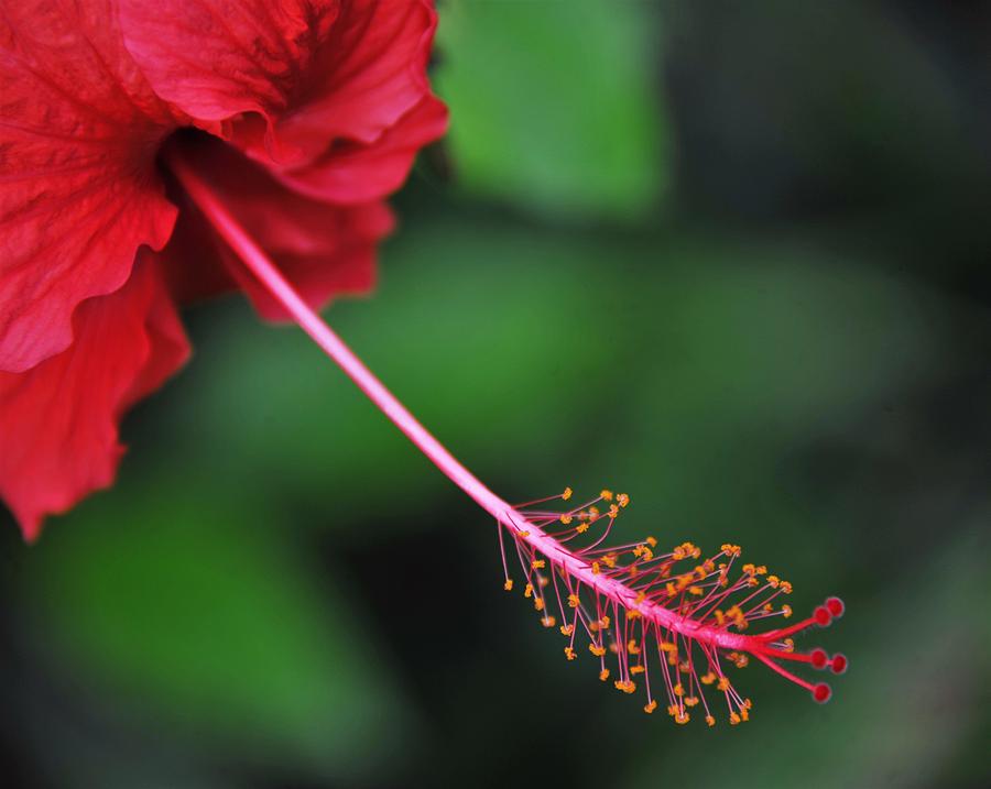 Tropical Flowers Photograph - Red Hibiscus by Heidi Fickinger