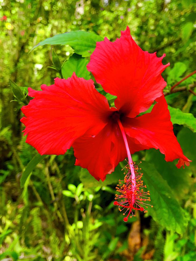Red Hibiscus in Puna Photograph by Joalene Young