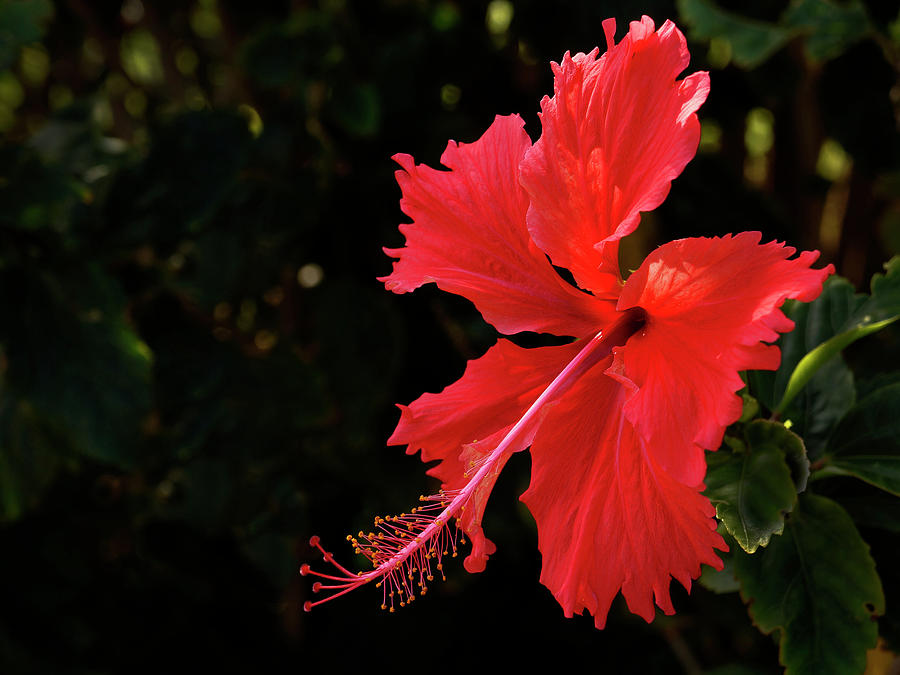 Red Hibiscus  Photograph by Inge Riis McDonald