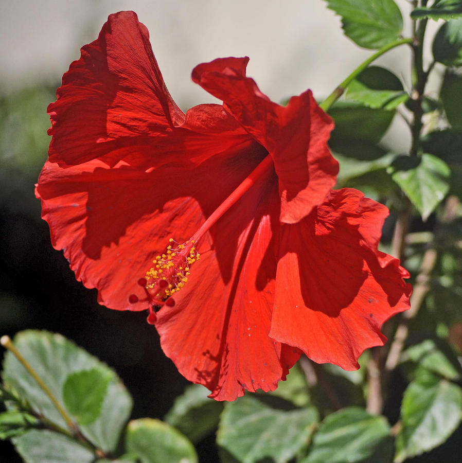 Red Hibiscus Photograph by Jay Milo