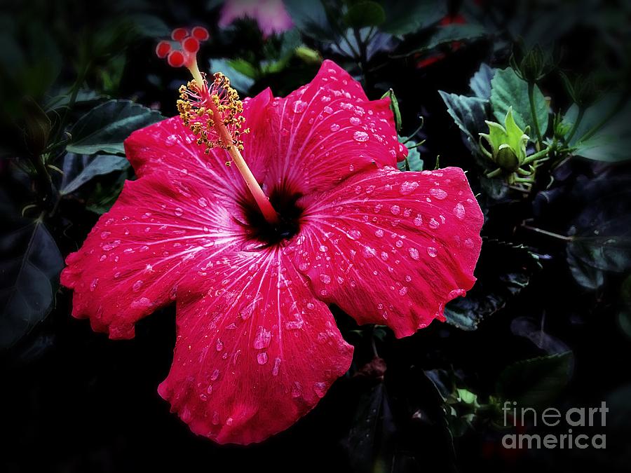 Red Hibiscus Photograph by JB Thomas
