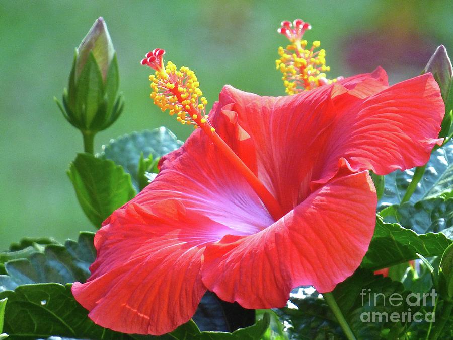 Red Hibiscus Photograph by Jean Wright
