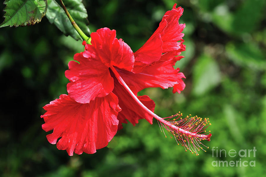 Nature Photograph - Red Hibiscus by Kaye Menner