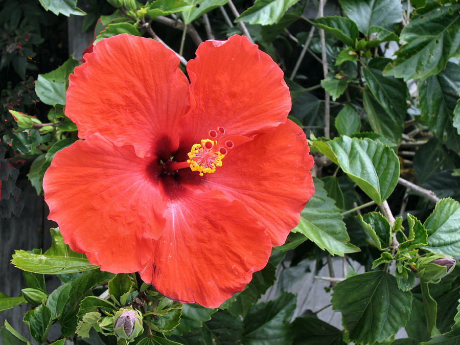Red Hibiscus Photograph by Lin Grosvenor